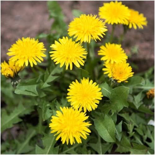 dandelion